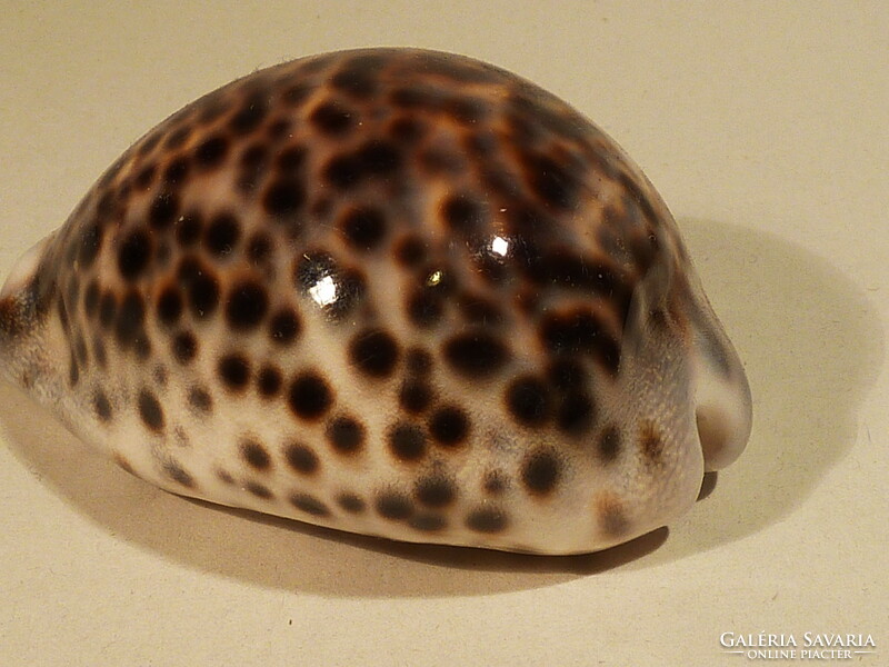 Special shell, for collectors