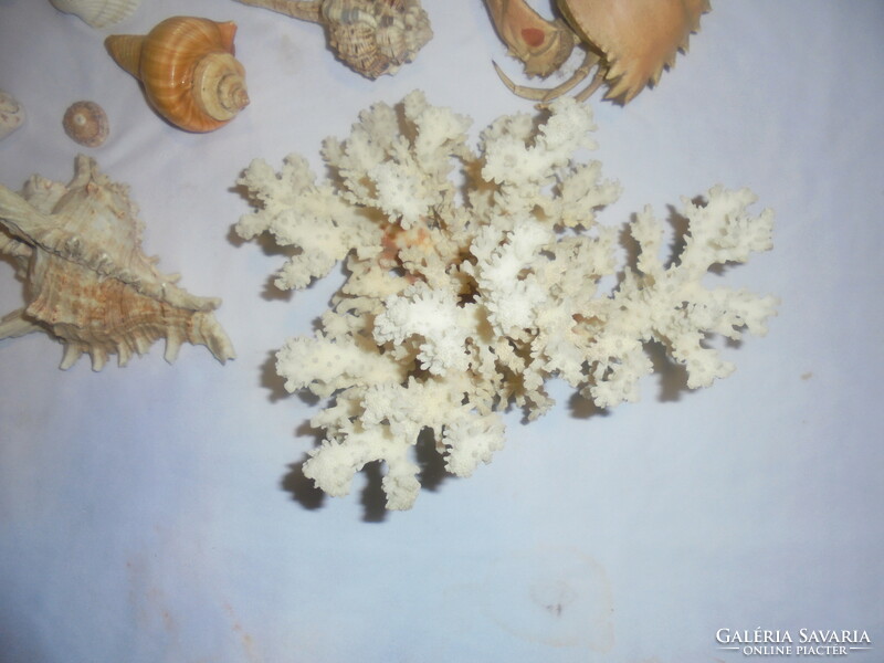 Sea coral, shells, snails, crabs, fossils - approx. 78 pieces together