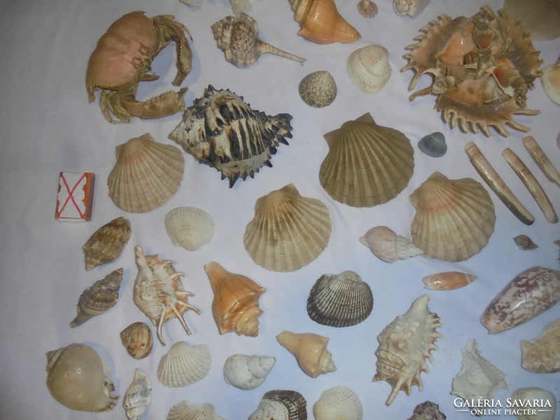 Tengeri korall, kagylók, csigák, rák, fosszíliák - kb. 78 darab együtt