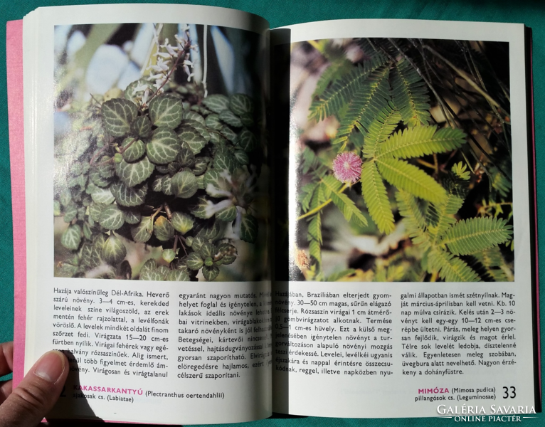 88 színes oldal - Sulyok Mária: A lakás, a télikert és az üvegház növényeiről > Növényápolás