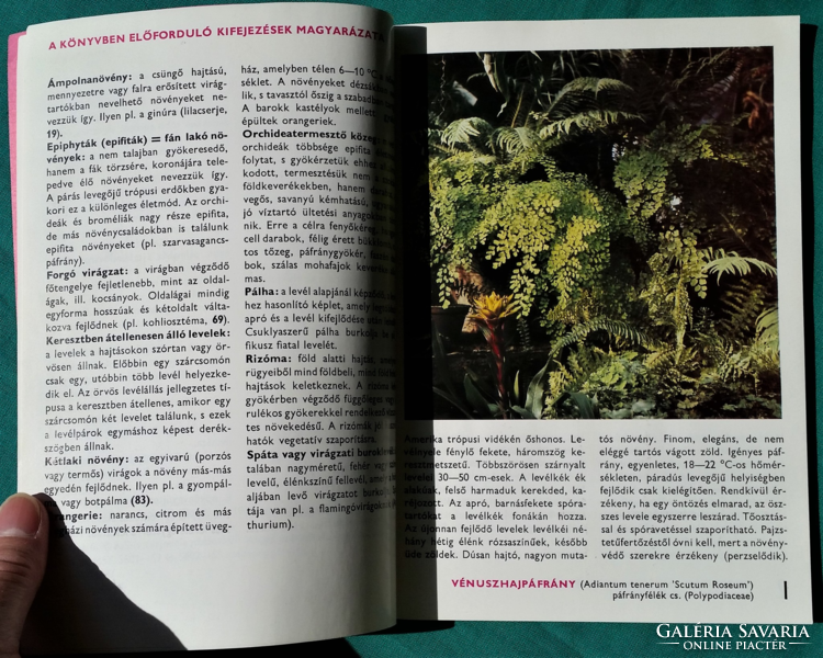 88 Color page - mária sulyok: about plants in the apartment, conservatory and greenhouse > plant care