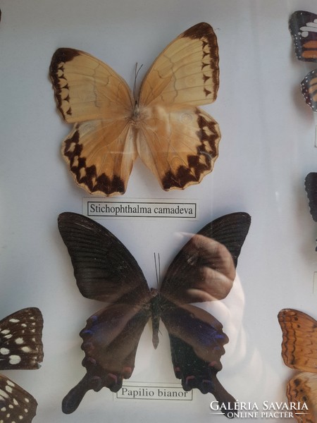 Pillangó lepke gyűjtemény