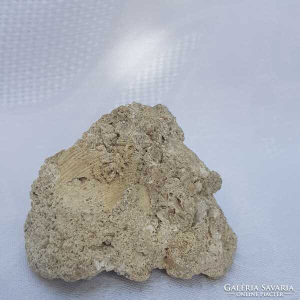 Kőzetgyűjteményből megkövesedett kagylók fosszília