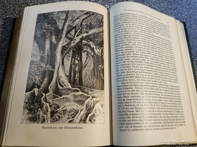 Pflanzenleben-növényi élet. Első kötet: A növények formája és élete.1900. 3. tejesen átdolgozott..
