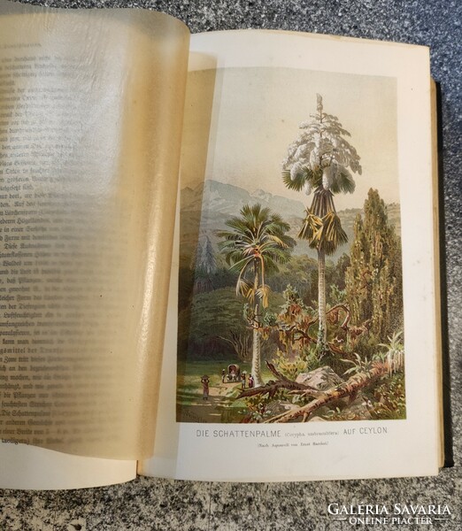 Pflanzenleben-növényi élet. Első kötet: A növények formája és élete.1900. 3. tejesen átdolgozott..