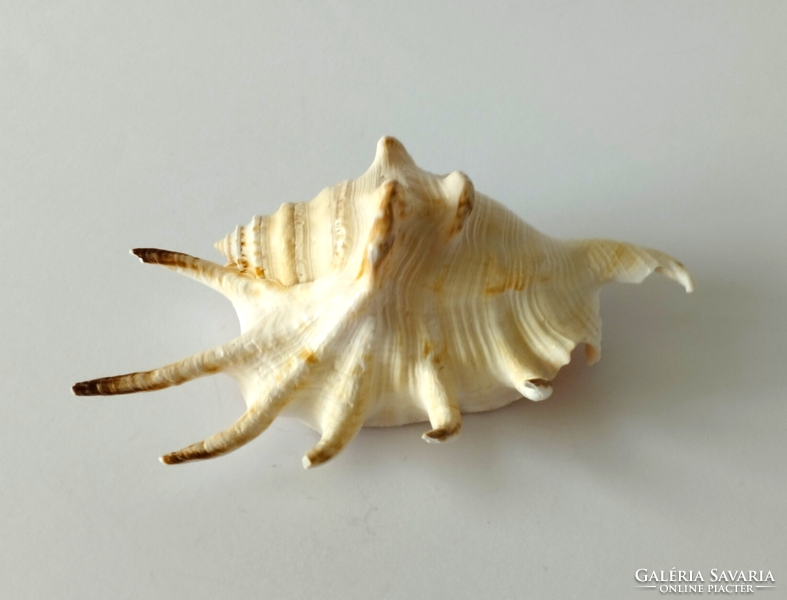 Large sea finger snail