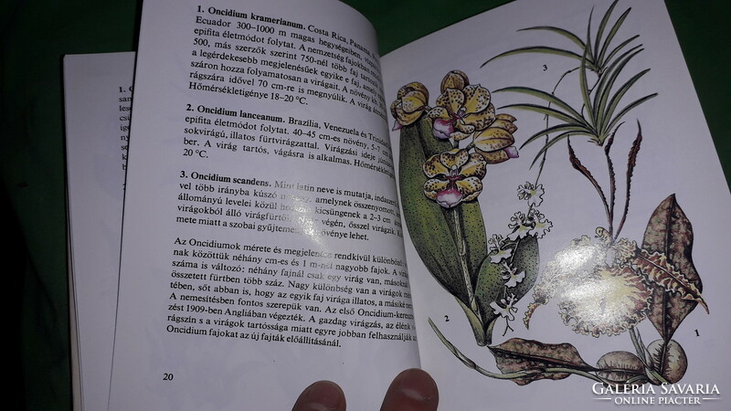 1986. Dr. Mária Sulyok: - diver's pocket books - tropical orchids picture book according to the pictures móra