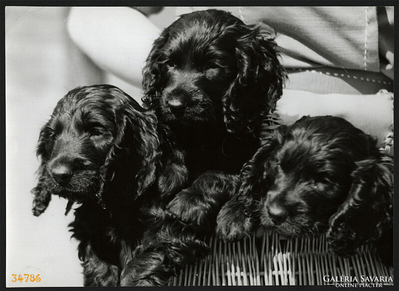 Larger size, photo artwork by István Szendrő, puppies, 1930s. Original, with seal