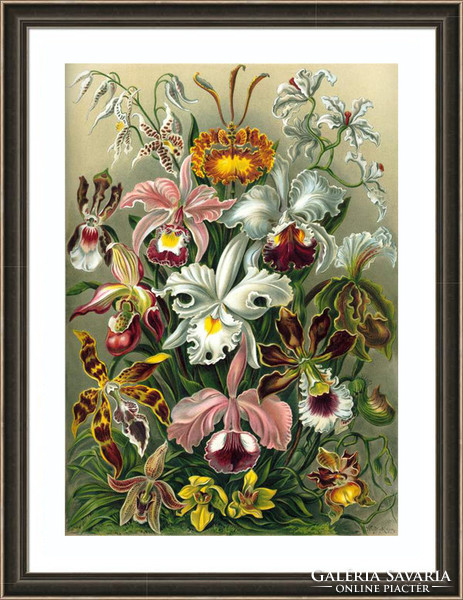 Orchidea színes egzotikus trópusi virágok Ernst Haeckel 1904 vintage botanikai illusztráció reprint