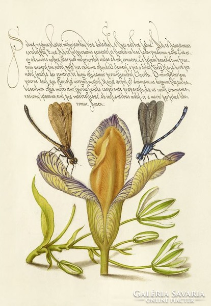 Középkori botanikai rajz írisz szitakötő kalligráfia kézírás virág 16.sz antik kézirat reprint