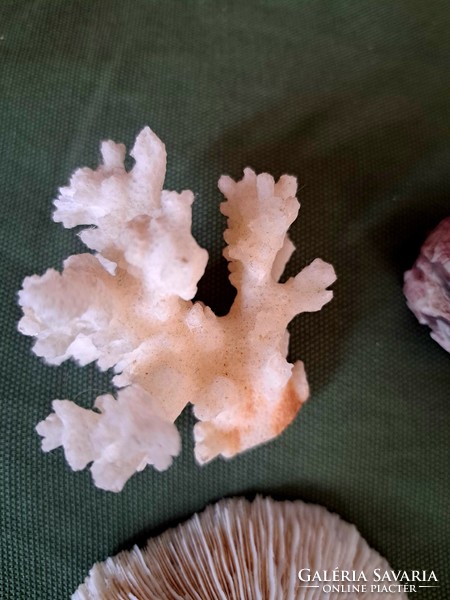4 különböző tengeri korall együtt