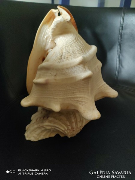 Giant sea shell/snail