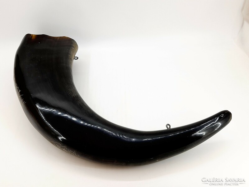 Carved buffalo horn, buffalo tusks, 41 cm