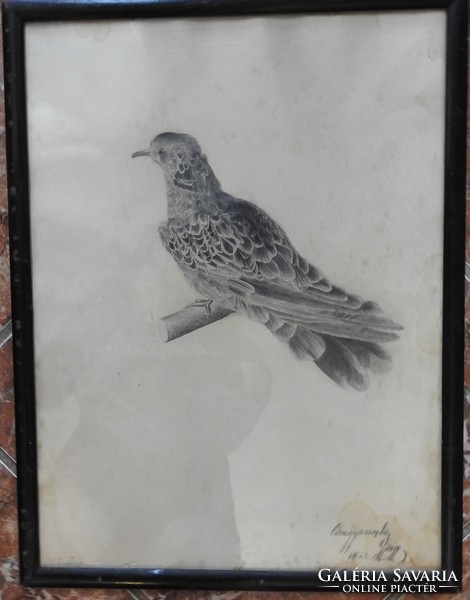 Unknown creator - antique bird representation - signature at the bottom