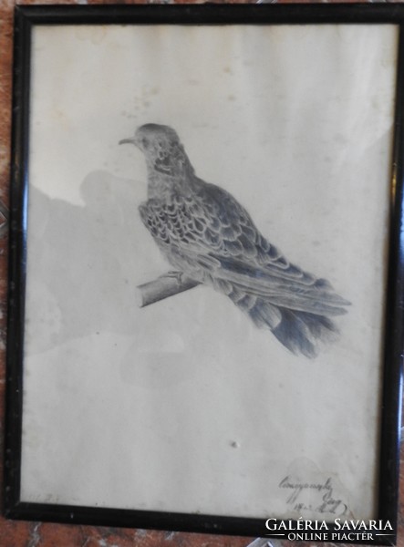 Ismeretlen alkotó - antik madár ábrázolás - alján aláírás