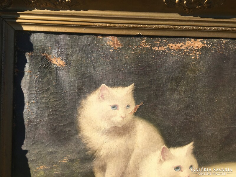 Benő Boleradszky's cat portrait
