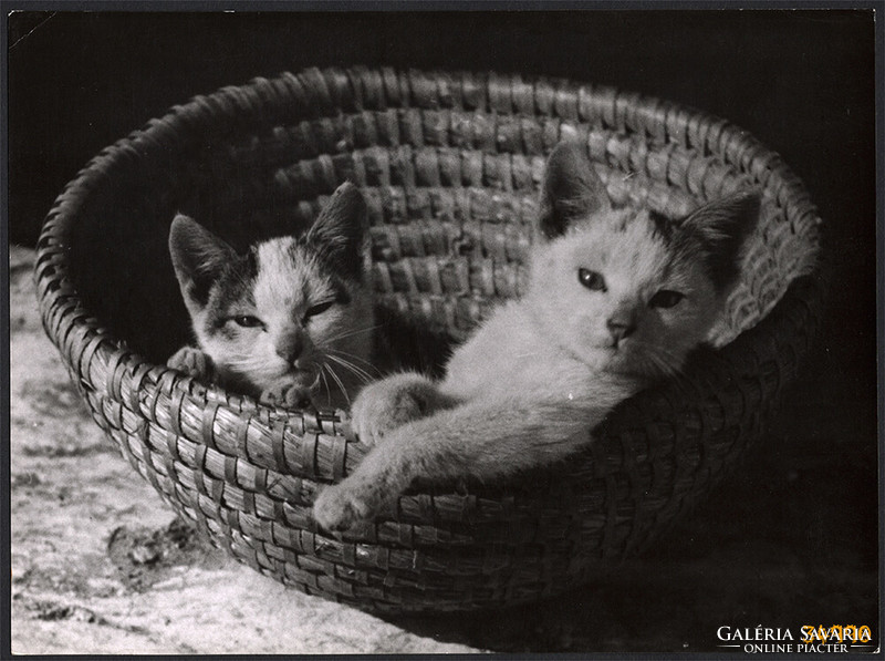 Nagyobb méret, Szendrő István fotóművészeti alkotása. Cicák, macskák a kosárban, állat, zsáner, 1930