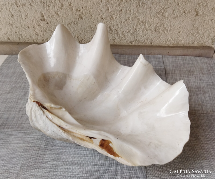 Tridacna gigas giant mussel shell 50 cm x 30 cm