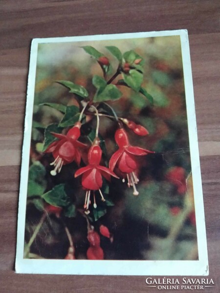 Régi orosz virágos képeslap, fukszia,1960-as évek körüli