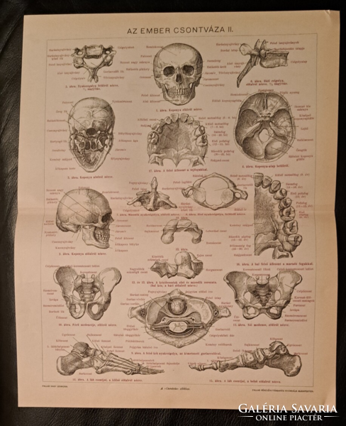 "Az ember csontváza I-II" 2 darab  melléklet a Pallas lexikonból, cca 1900