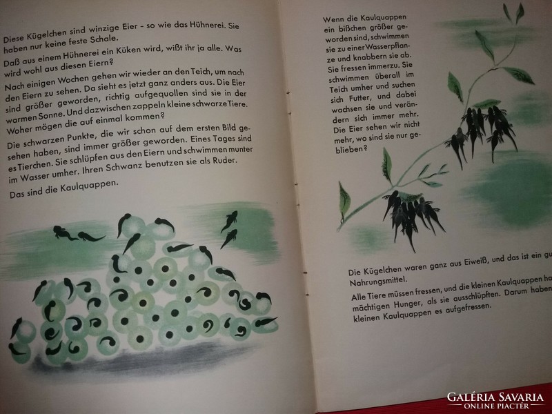 1951.antik Ann Siebert - A béka képeskönyve német nyelv gyermek ismeretterjesztő képes képek szerint