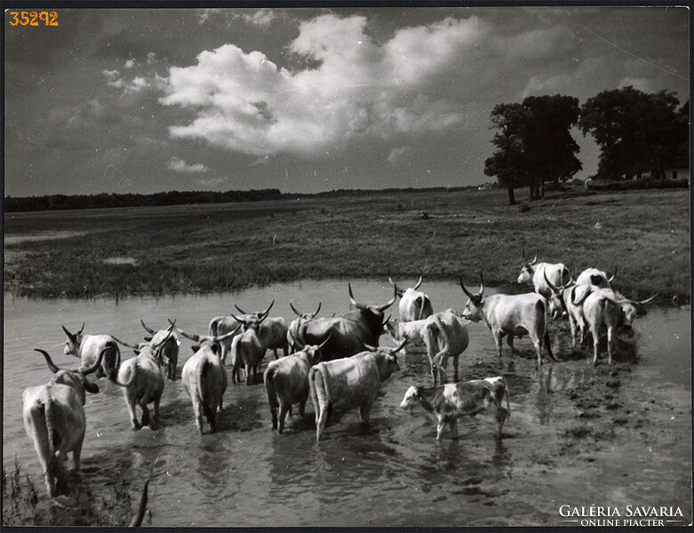 Larger size, photo art work by István Szendrő. Gray cattle in the water, hortomine, ethnography, hel