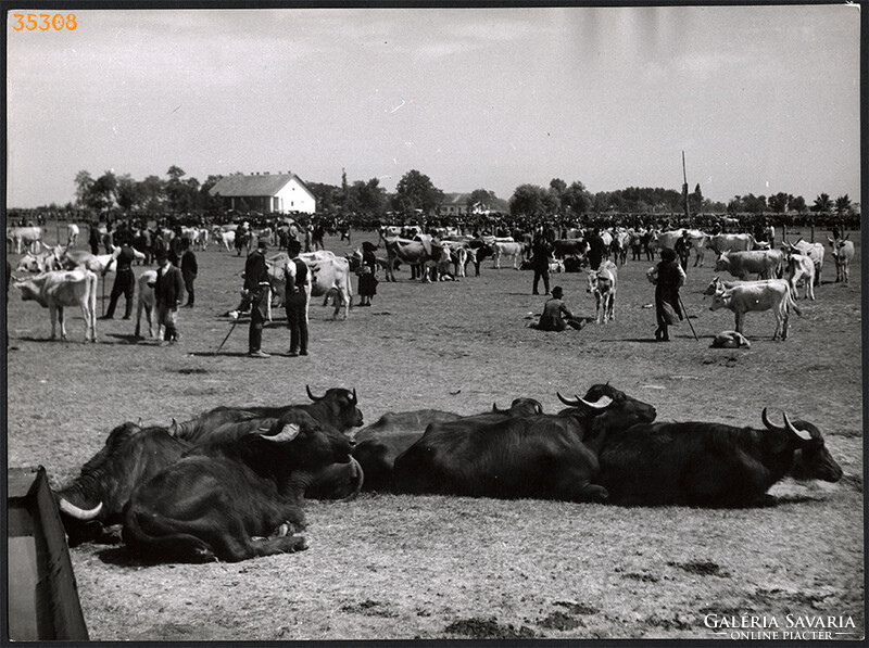 Larger size, photo art work by István Szendrő. Livestock fair on Hortobágy, gray cattle, buffalo