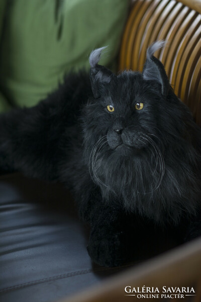 Életű nagy méretű fekete Maine Coon macska másolat
