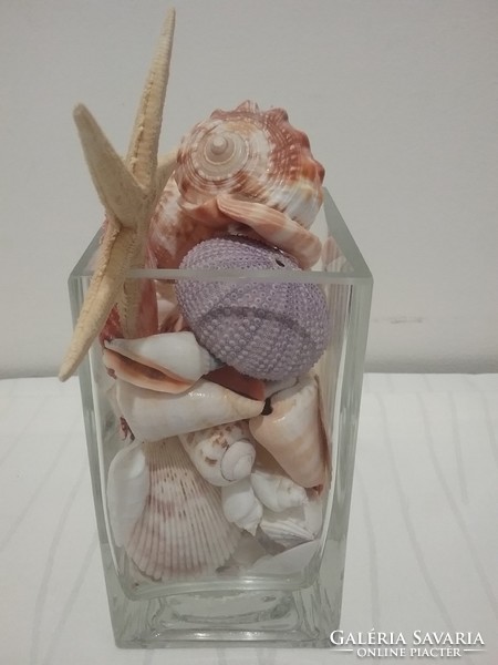 Shells, snail decoration