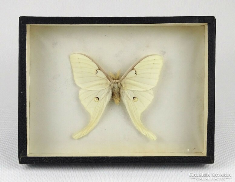 1N873 white tropical butterfly preparation in frame 15 x 20 x 3 cm