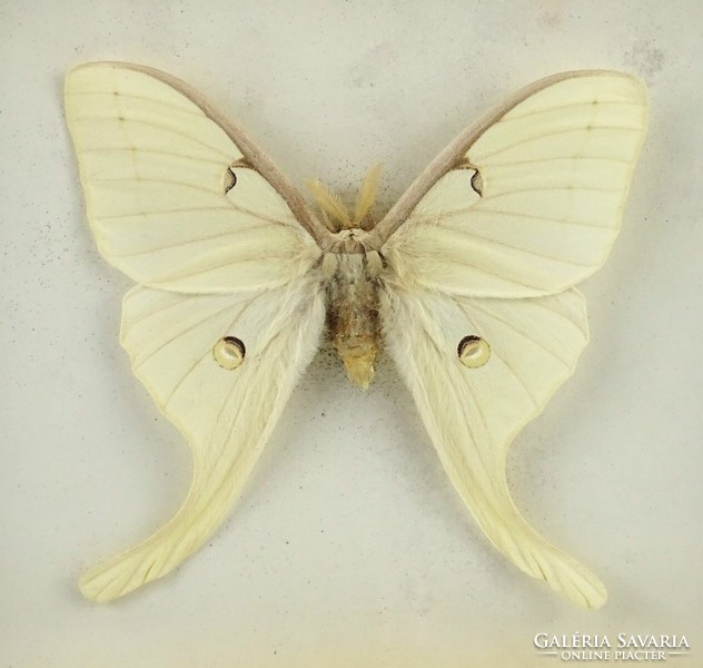 1N873 Fehér trópusi pillangó preparátum keretben 15 x 20 x 3 cm