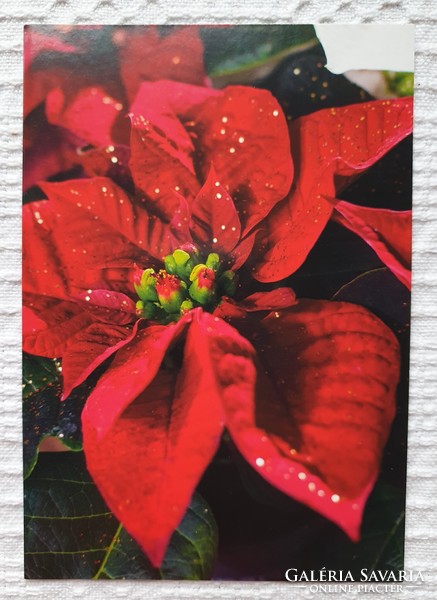 Képeslap üdvözlőlap üdvözlőkártya levelezőlap postatiszta mikulásvirág mintával