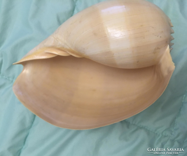 A giant snail shell rarity