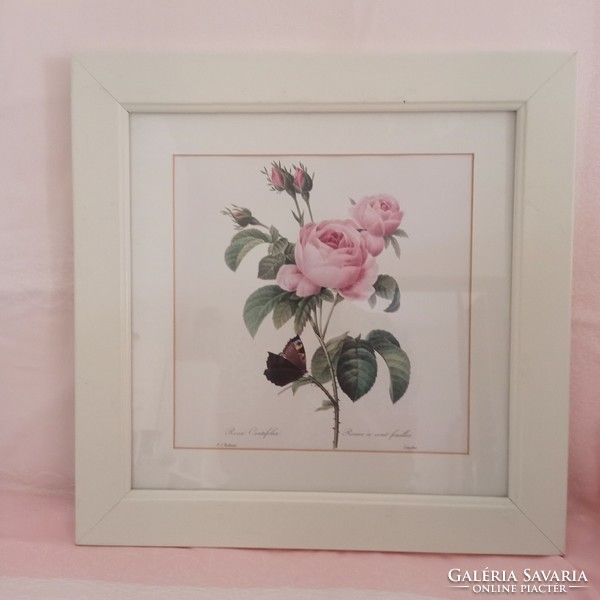 Rose and hydrangea in a showy wooden frame, glazed, 36.5 x 36.5 cm