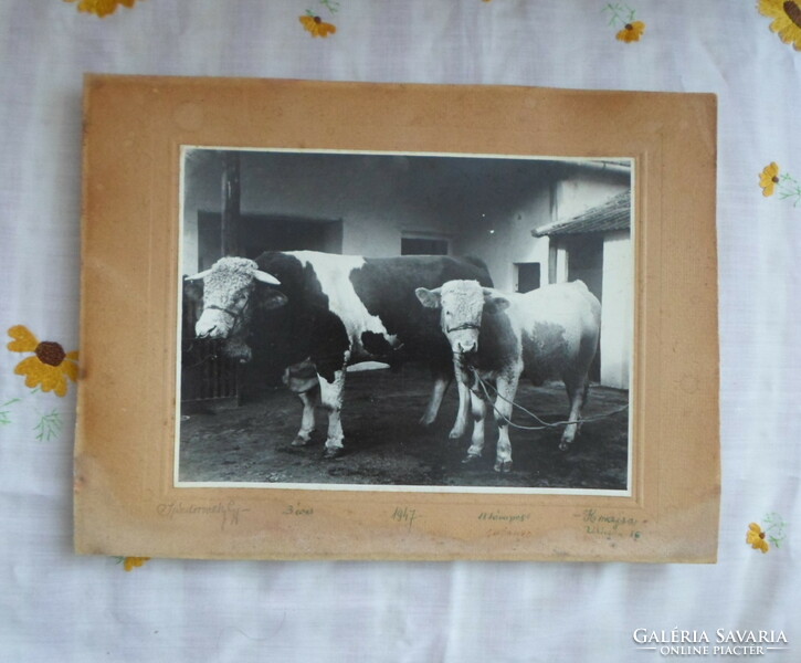 Régi fotó: tehén és borjú (Kiskunmajsa, 1947; Sándorovszky)