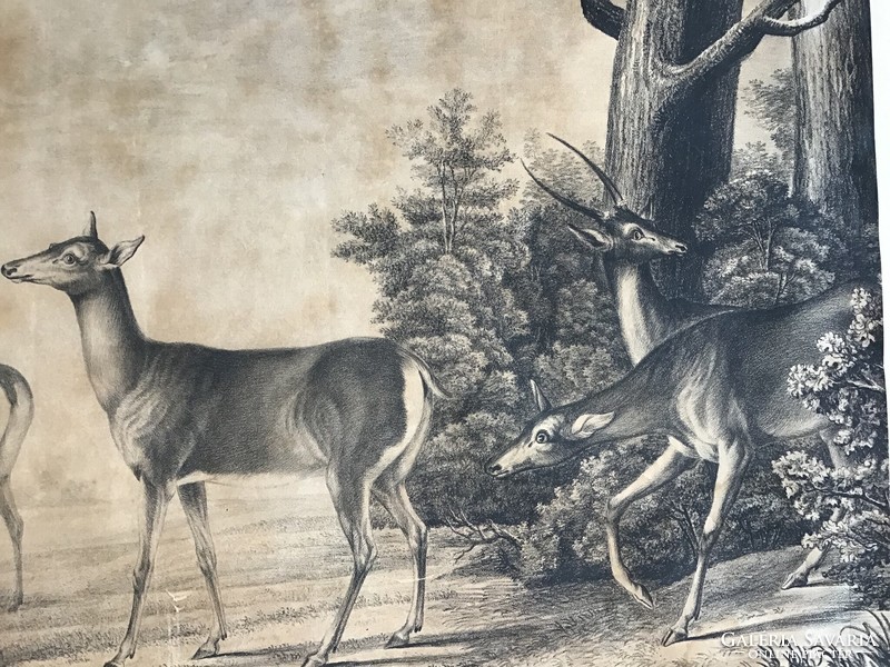Antique print with deer, samuel howitt?