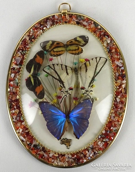 1O678 Brazilian butterfly preparation in frame 22 x 17.5 Cm