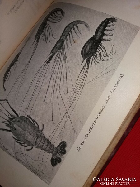 1902. Charles Chun: world of deep seas travel guide, marine biology book with pictures according to lampel