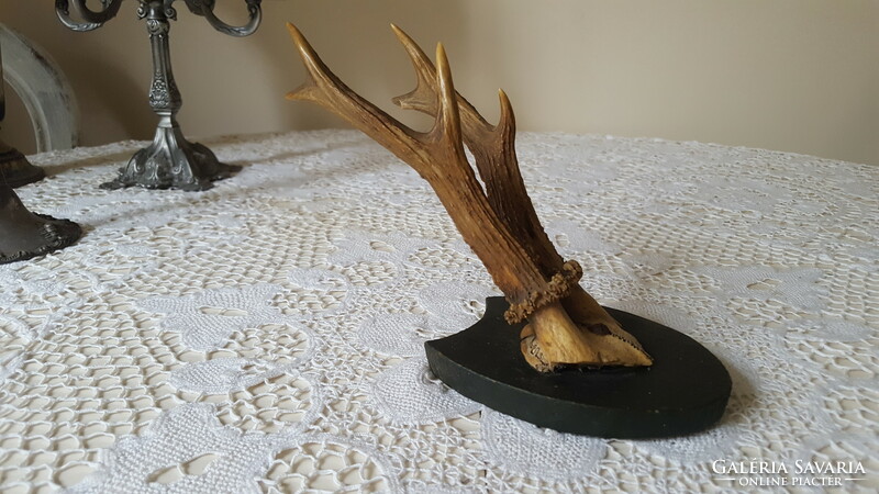 Old deer antler, trophy on a wooden base