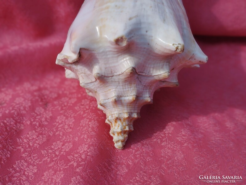 A giant sea shell, a miracle of nature!