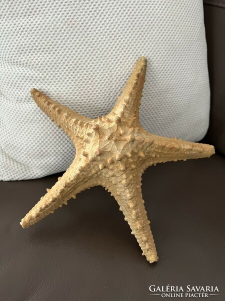 Large-sized starfish preparation