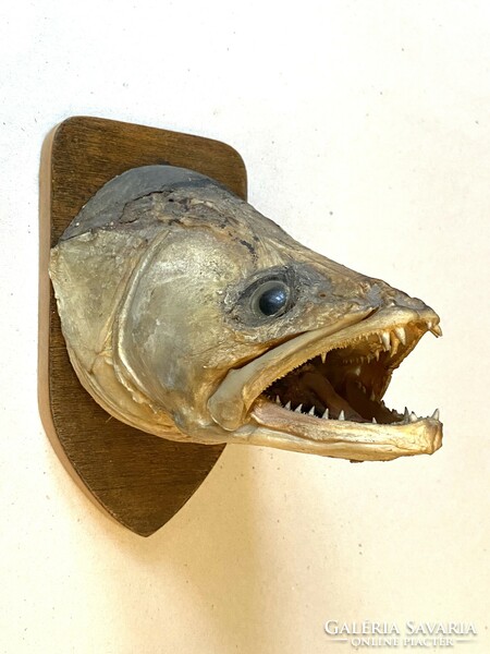 Large-sized perch fish head wall decoration on a wooden support board fisherman's peca gift