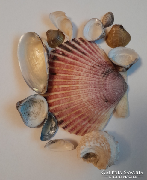 Sea shells and snails, supplemented with freshwater (2)