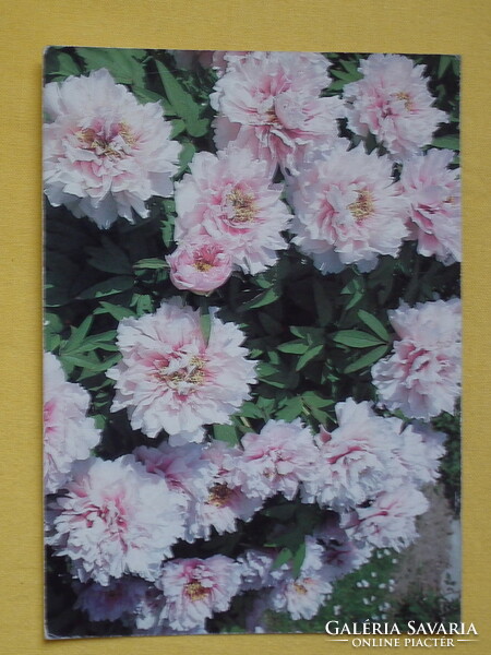 Futott képeslapok virágokkal, 5 darab - a fotók szerint /04/