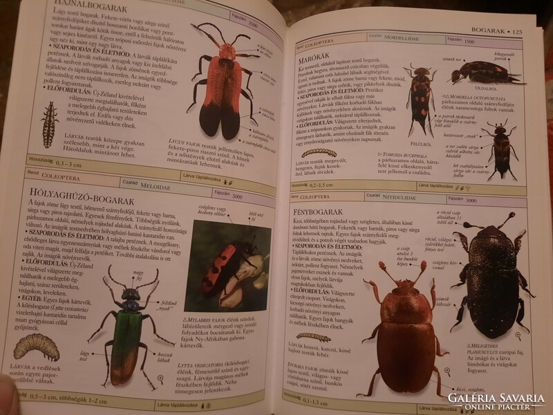 Insects, george c. Mcgavin, determination manuals, negotiable