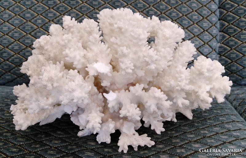 Feng Shui Zen-kert Akvárium - Tengeri korall dekoratív fehér vázszerkezete - ritka mutatós lakásdísz