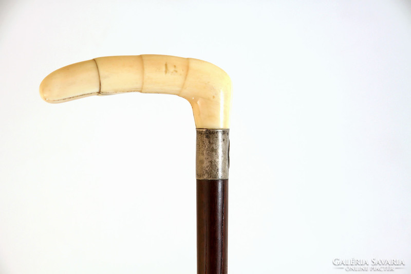 Walking stick with walrus tusk handle with silver monogram label 85cm | bone head bone walking stick