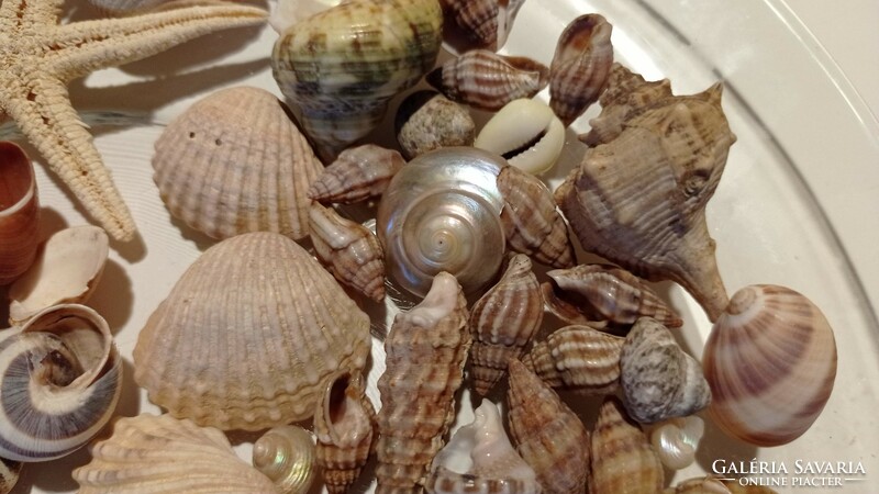 Small snails, clams the size of a plate