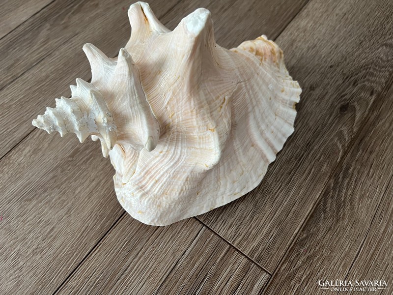 Large sea snail, shell