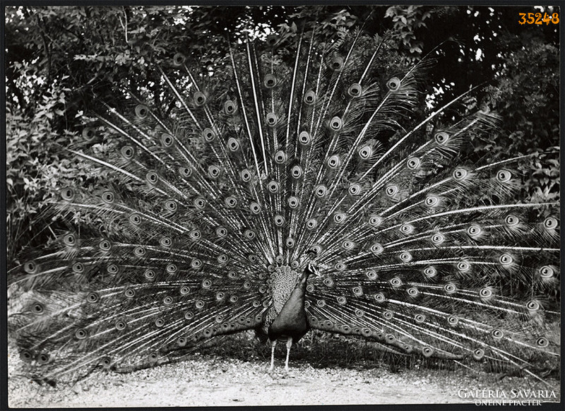 Larger size, photo art work by István Szendrő. Peacock, bird, feathers, 1930s. Original,